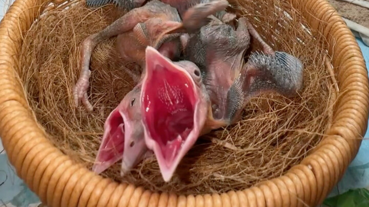 Ternyata memang burung dari Sichuan, harus berkomunikasi pakai bahasa Sichuan
