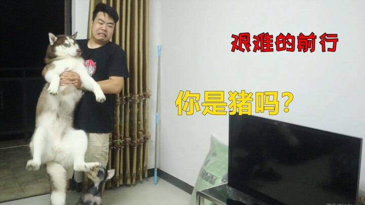 Weighing the Border Collie and the Husky—what a clear difference!