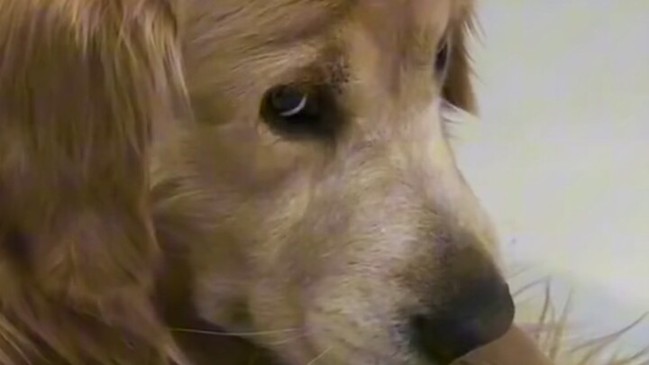 Sau khi về từ quán cà phê chó, bị mũi chó “lục soát” người.