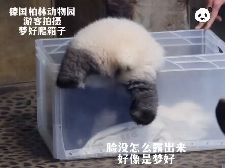 Tourist at Berlin Zoo in Germany films/Menghao climbs onto the box, with keeper’s assistance (the sm