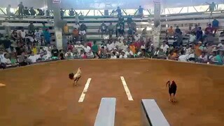 Super Domkan "Light side" - "Cutting + Speed + Power + Gameness" - 2024 WPC 12-Stag Derby winner