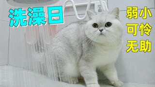 一 只 叫 汤 圆 的 猫 在 元 宵 节 的 下 场