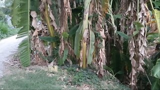 Buổi Sáng Thăm Câu Cá Lóc Và Món  Cá Lóc Hấp Đọt Bí Vừa Thơm Vừa Bùi p2