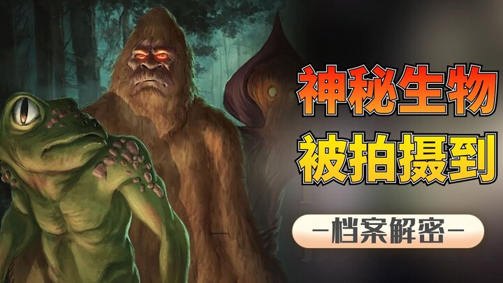 Encountering an Unknown Creature: A Long-Haired Monster with 60-Cm-Long Feet—Is It a Cryptid or a Ca