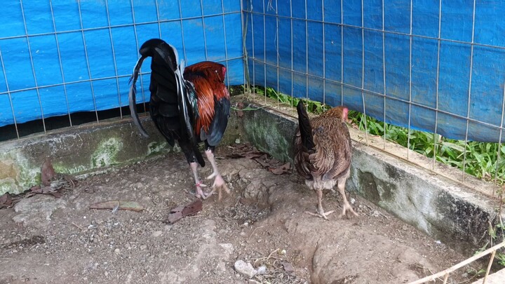 Mike Mendoza Joeblack X AEJ Goldenboy