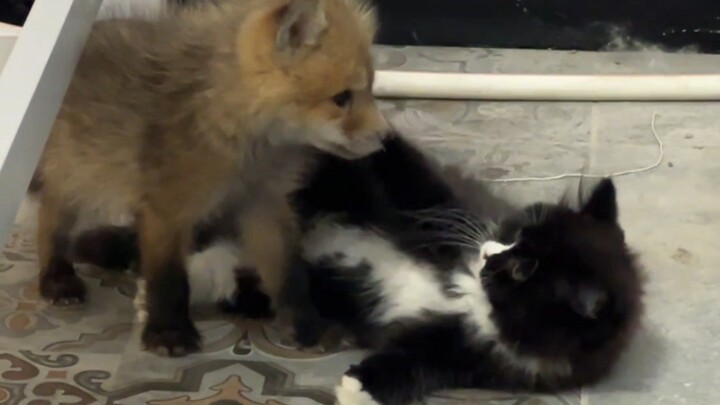 Fluffy kitten and fluffy little fox