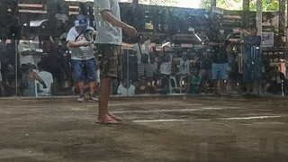 manok  ni uncle 2x winner
