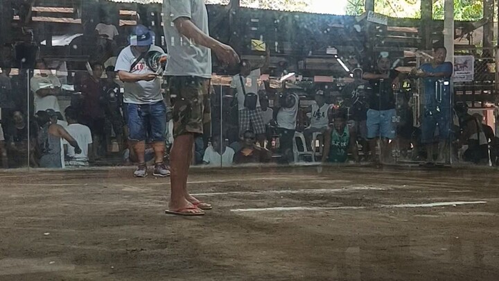 manok  ni uncle 2x winner