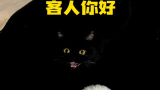 没想到猫猫民宿里的小猫这么特别！！太出乎我的意料了！