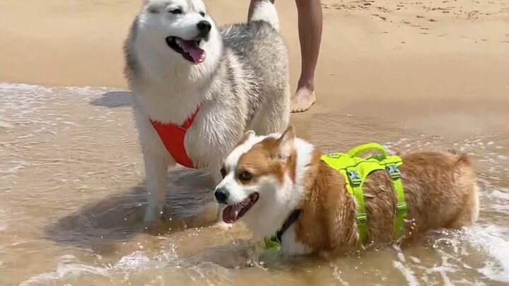 How happy can a little dog be playing at the beach?