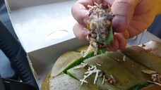 martabak coklat kacang keju