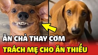 Chú chó được ăn CHẢ THAY CƠM vẫn trách mẹ cho ăn thiếu 😂 | Yêu Lu