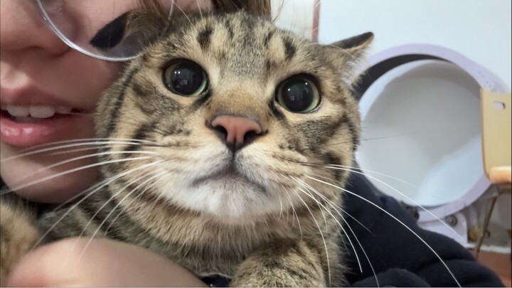 Saat si kucing kecil memanggilku bangun untuk kasih makan, aku pura-pura nggak ngerti—si kucing samp