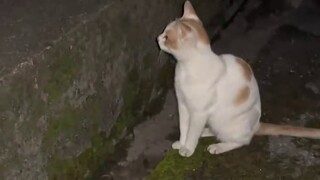 Mèo: Tôi nghe nói bạn cũng muốn chơi.