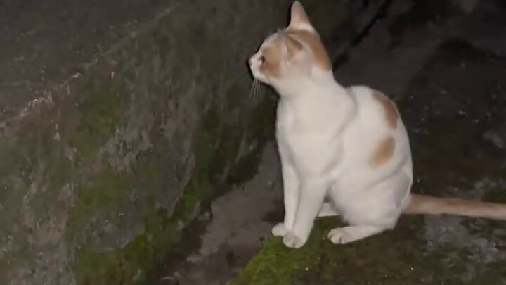 Kucing: Kudengar kau ingin bermain juga.