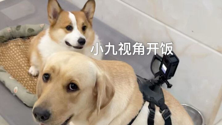 Xiao Jiu’s perspective: “Dinner’s ready!”
