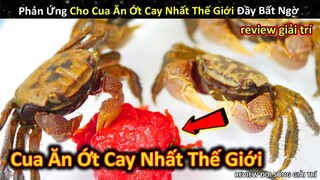 Phản Ứng Cực Thú Vị Khi Cho Lũ Cua Ăn Thử Loại Ớt Cay Nhất Trên Thế Giới || Review Giải Trí Đời Sống