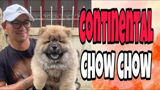 Very Adorable chow chow first time training onleash | gaiting and free posing | continental chow