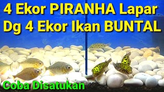 4 PIRANHA Lapar Vs 4 Ikan BUNTAL Disatukan Masuk Tank Bersamaan