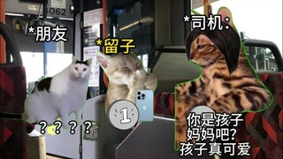 【Meme mèo】Cảm giác bị coi là trẻ con khi ở ngoài là như thế nào nhỉ