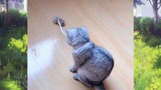 แมวตลก #ชาติที่แล้วเป็นมนุษย์ #555