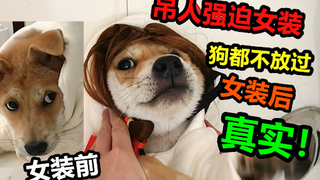 黑心吊人强迫狗狗女装，反抗就弹丁惩之，却不料穿上后狗就喜欢了，真实！