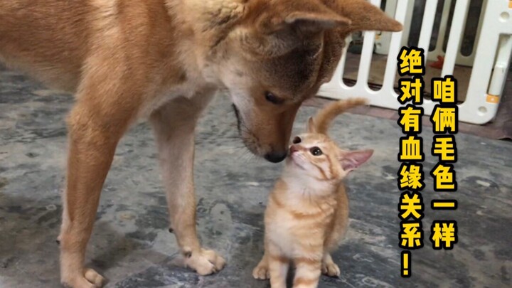 Mèo cam nhỏ nhận chó làm “mẹ” rồi? Lăn lộn điên cuồng nũng nịu ôm chân mẹ!