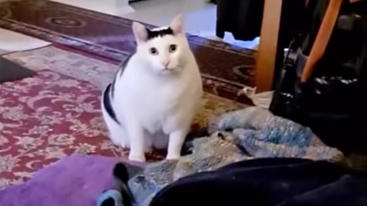 Huh the cat’s original, real meow