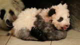 【Panda】The panda born in France was licked into a small powder roll