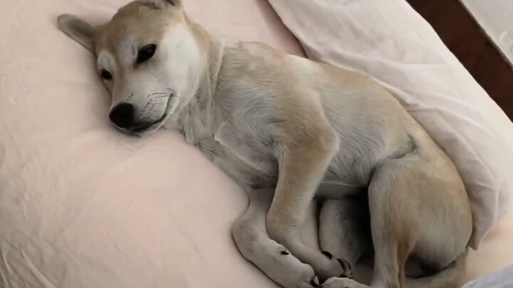 原来独生小狗也有自己的烦恼