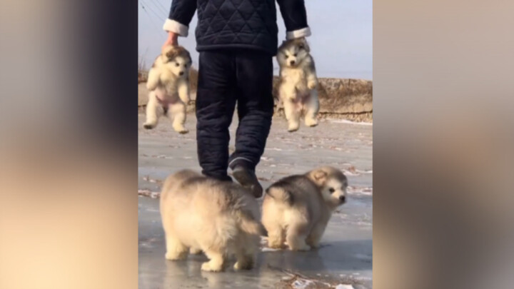 ألسكا كانت حلوة بس ما تقدري تتصدقي لما كانت صغيرة!!!