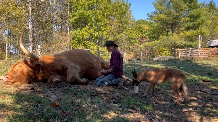 Di sore hari senggang Anda, tidur siang bersama sapi Skotlandia