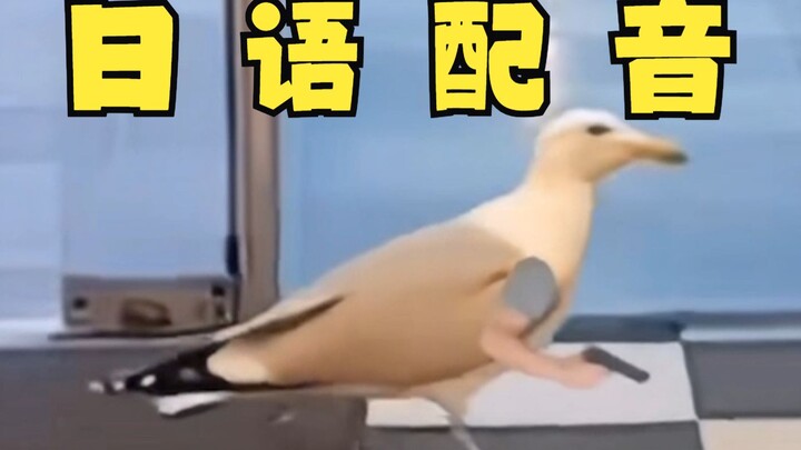 Seagull free purchase, Japanese live dubbing