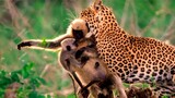 After Killing His Mother, Leopard Acted Strangely With The Infant.