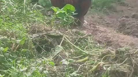 নতুন প্রেম