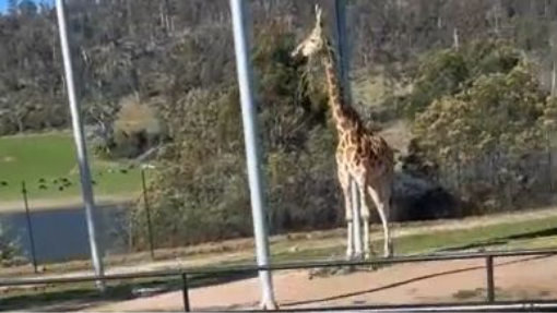 Tasmania Zoo