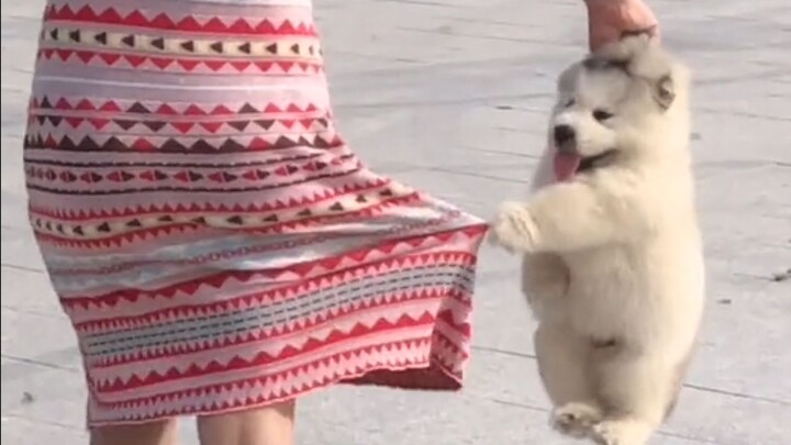 "الكلب الصغير الغبي السعيد!"