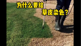 有些草地是染成绿色的，还有一些草地会成块的换掉草皮。