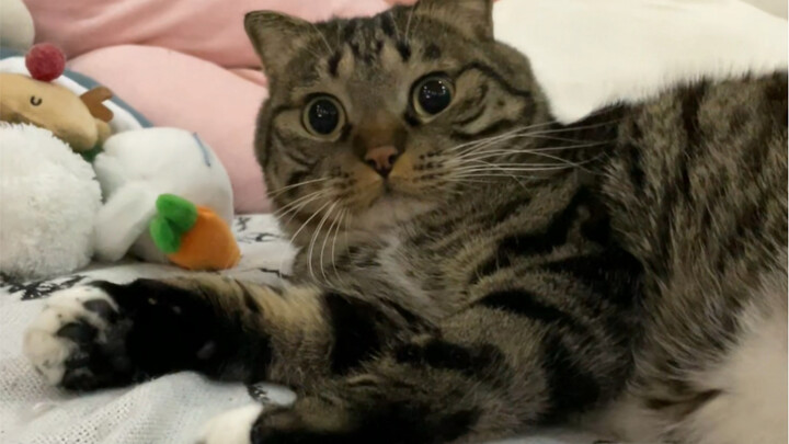 เมื่อฉันแปลงร่างเป็นหยงมาหมาแล้วมาคุยกับชู่juanเป่า!