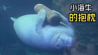 Those amazing animal videos!