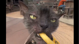 Kitten eating french fries