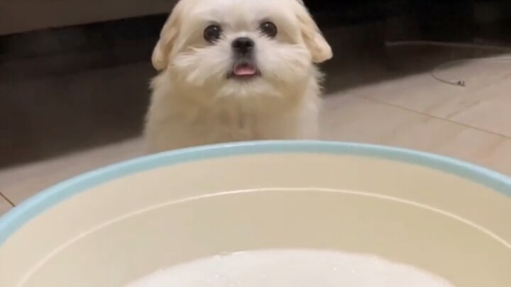 Maltese puppy cries with longing after seeing its paws soaked in milk
