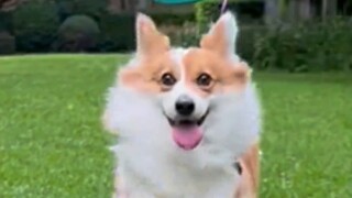 "Puppy with Balloon" 2.0