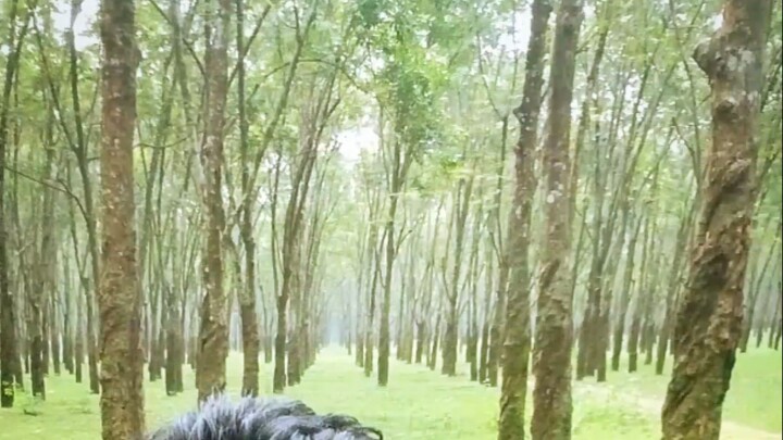 বাংলাদেশ রাবার বাগান ময়মনসিংহ