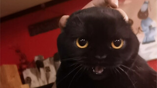 The primal instincts have been triggered—my black cat at home is getting fierce. Are you scared? Heh