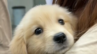 Hurry up and ask your favorite people to come and see the little golden retriever~~~