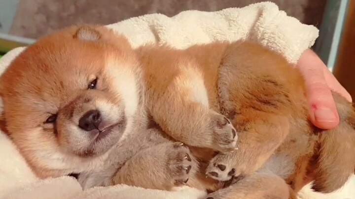 Xiao Chai's cuteness is just plain cheating! (＞ω＜) [Shiba Inu Shiro Suki]