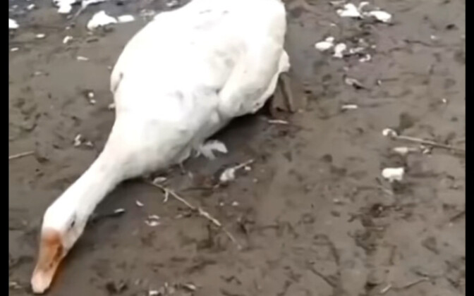 This big goose is both clumsy and playful—the ending…