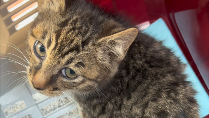 著名绑匪讲诚信但不讲武德