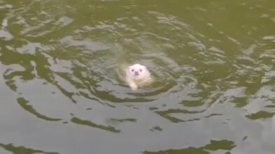 About How My Mom Washes the Dog Every Year